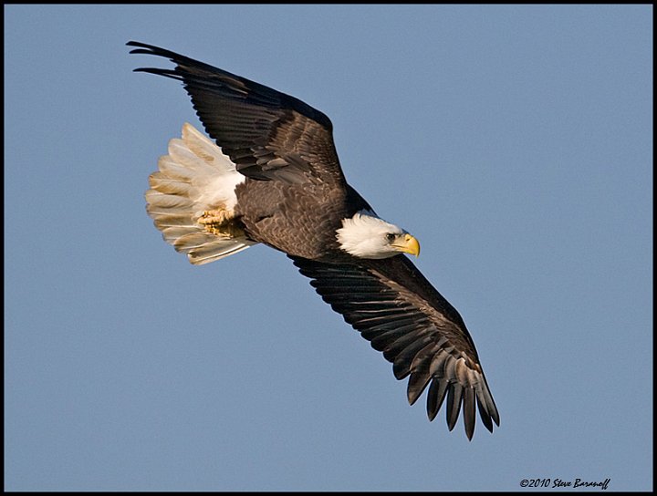 _0SB9042 american bald eagle.jpg